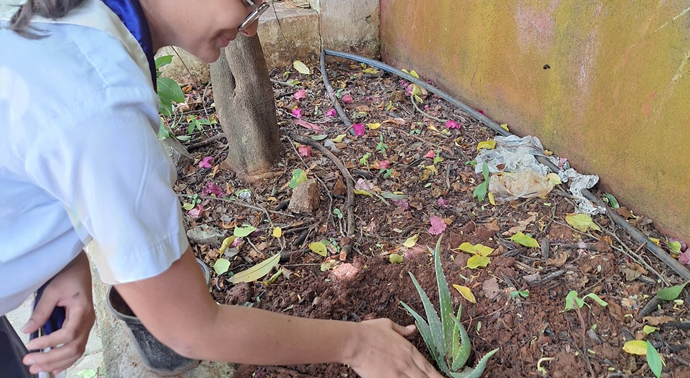 Environment Week Tree plantation
