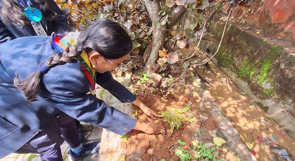 Environment Week Tree plantation