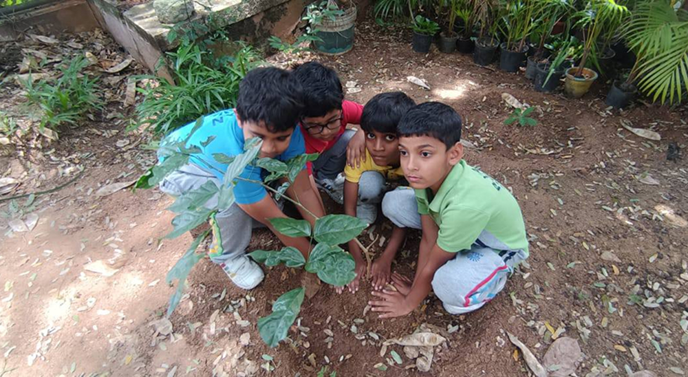 Tree Plantation Drive